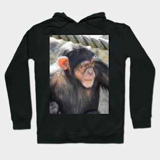 Chimpanzee Hoodie